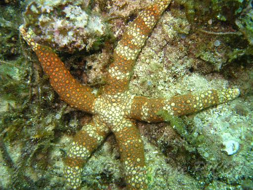 Etoile reticulee orange - Nardoa gomophia.JPG